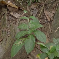 Petiveria alliacea L.